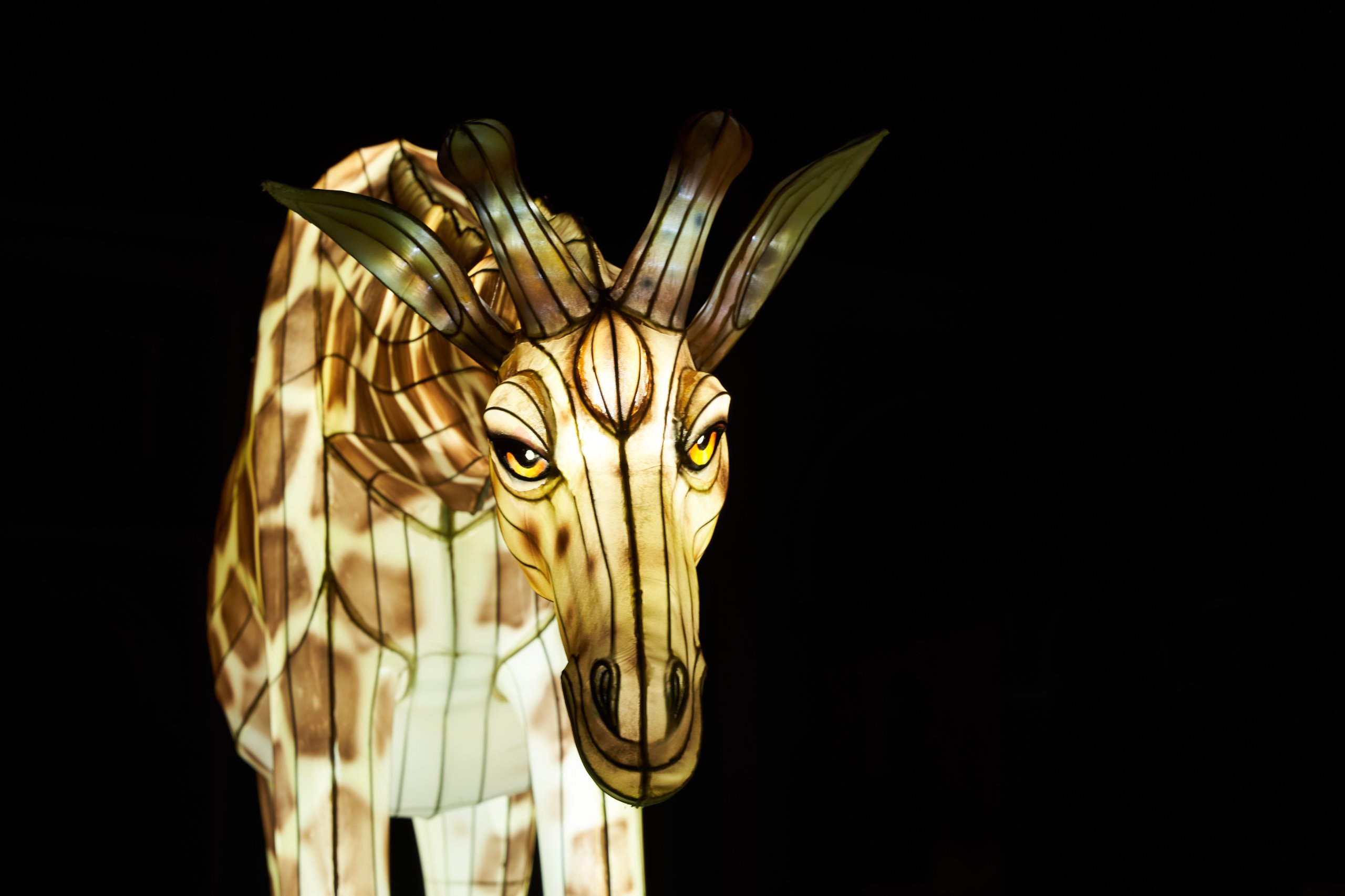 2024 01 03 Köln Zoo China Lights 1128